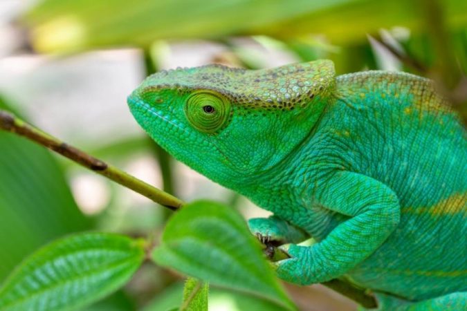 Vibrant green chameleon showcasing Madagascar's unique wildlife in natural forest habitat