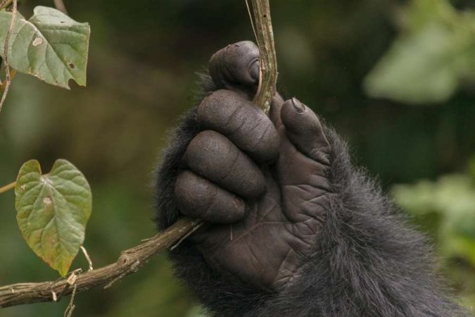 Close-up of Rwanda's mountain gorilla hand gripping branch in natural forest habitat